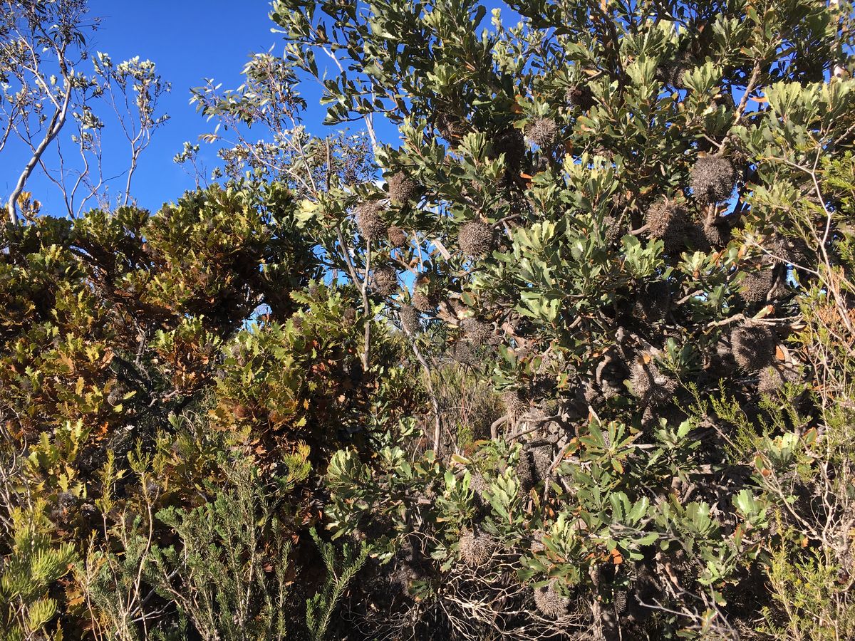 Banksia dryandra thicket